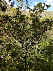 Acer grandidentatum
