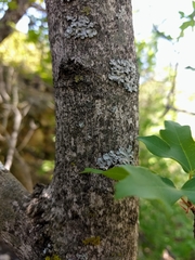 Acer grandidentatum