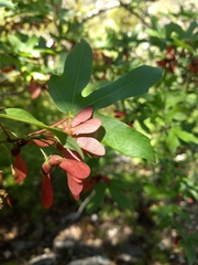 Acer grandidentatum