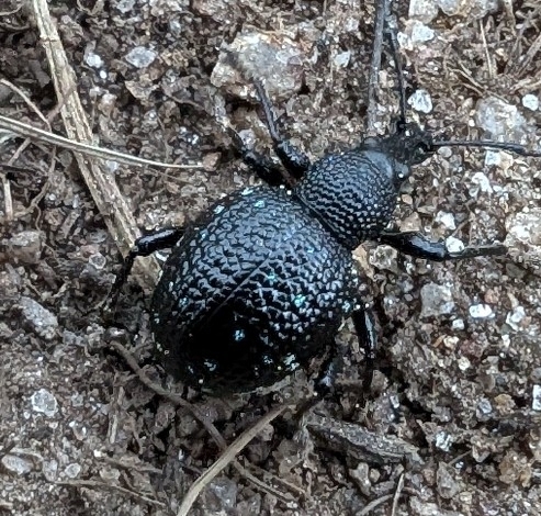 Otiorhynchus gemmatus