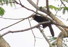 Amblycercus holosericeus