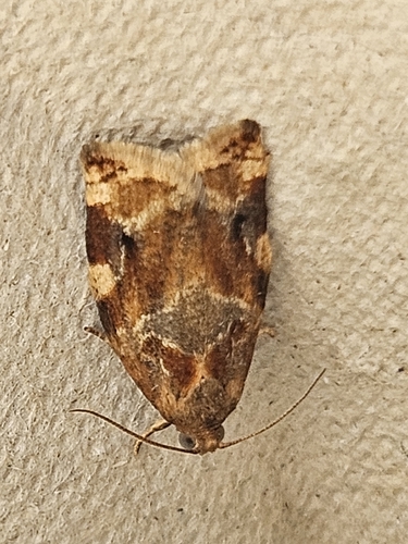 Variegated Golden Tortrix