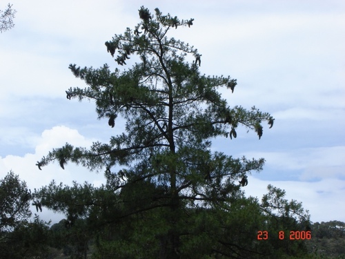 Pinus veitchii