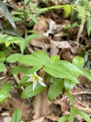 Disporum smilacinum