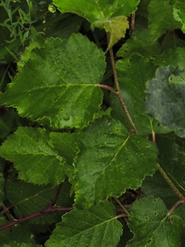 Betula celtiberica, photograph 6