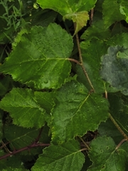 Betula celtiberica, photograph (c) Jose Castro, some rights reserved (CC BY)