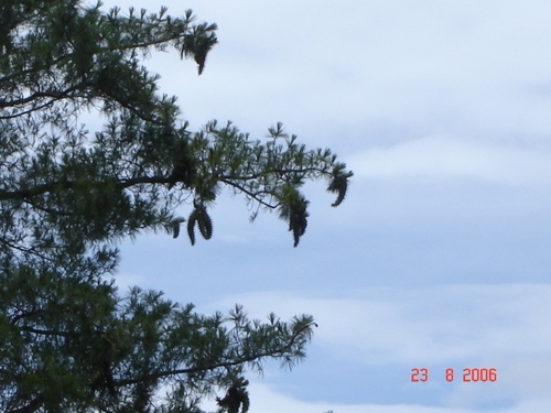 Pinus veitchii