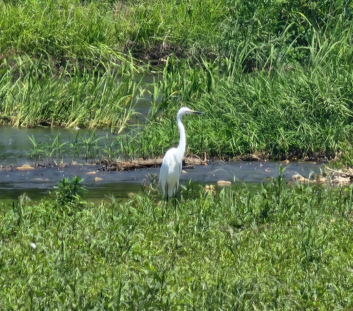 iNaturalist image
