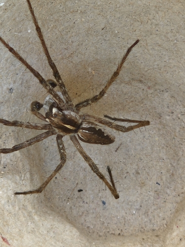 European Nursery Web spider