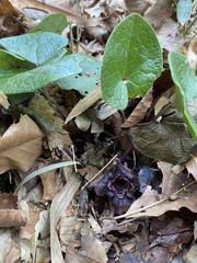Asarum tamaense