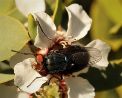 Compsomyiops callipes