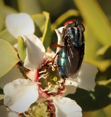 Compsomyiops callipes