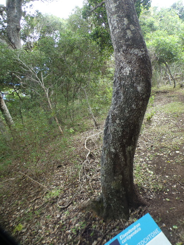 Elaeodendron curtipendulum observed 2026-05-27