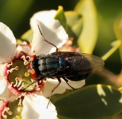 Compsomyiops callipes