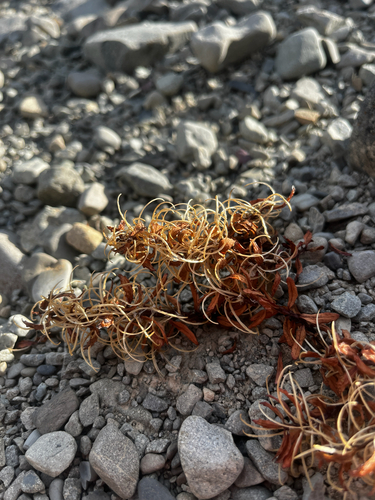 Epilobium pycnostachyum observed 2026-05-30