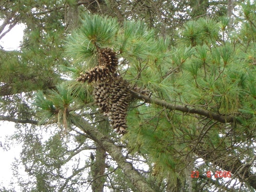 Pinus veitchii