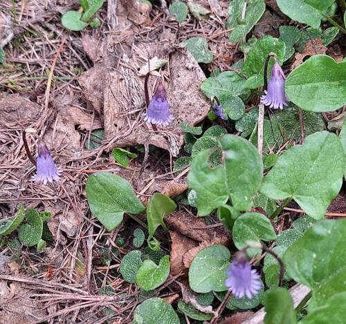 Soldanella pusilla alpicola