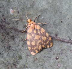 Miltochrista quadrilineata