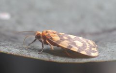 Miltochrista quadrilineata