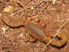 Parabuthus pallidus