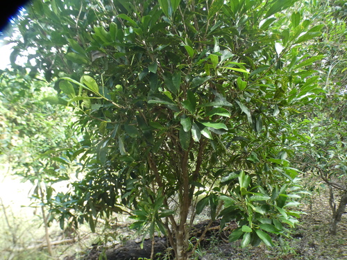 Codiaeum peltatum observed 2026-05-27