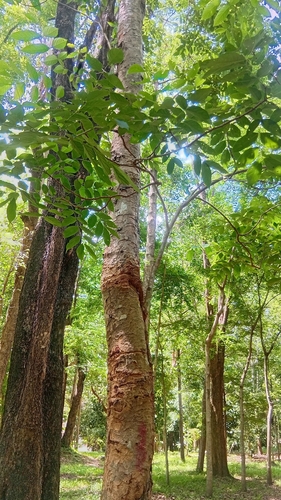 ironwood of Burma