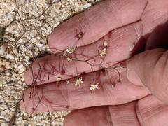 Nemacladus rubescens