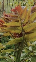 Ailanthus altissima
