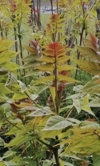 Ailanthus altissima