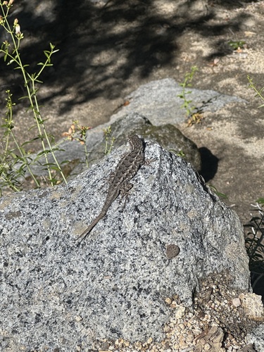 iNaturalist observation photo of Western Fence Lizard