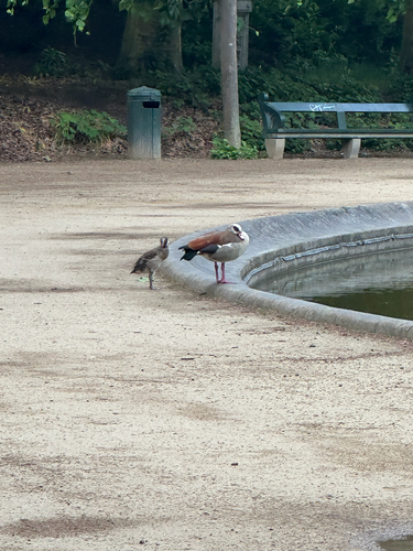 Egyptian Goose