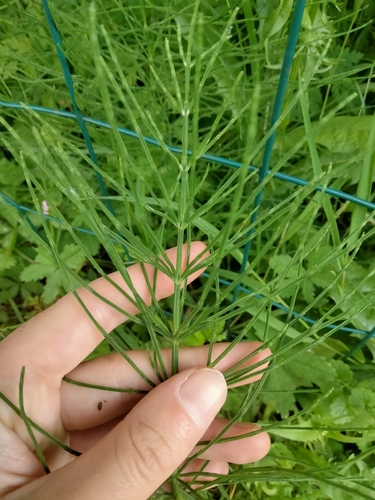 field horsetail