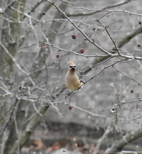 Cedar Waxwing photographed in Indiana