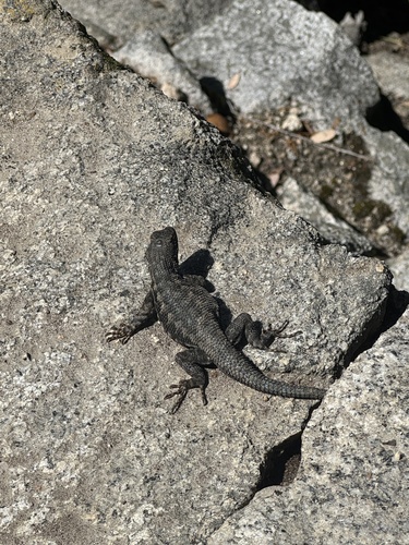 iNaturalist observation photo of Common Sagebrush Lizard