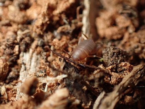 West Coast Ant Cricket
