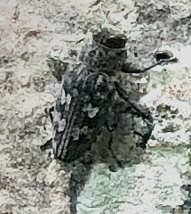 Chrysobothris femorata