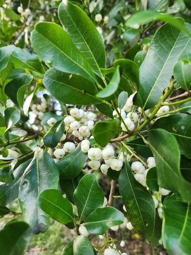 common acronychia