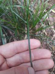 Carex subviridis