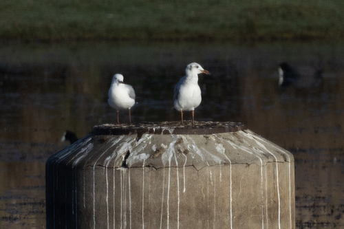 iNaturalist image
