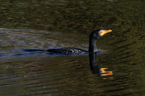 iNaturalist image