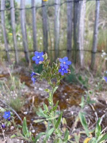 common alkanet