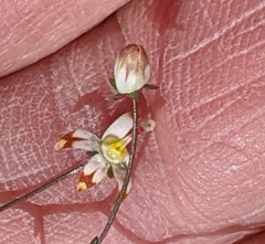 Nemacladus rubescens