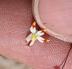 Nemacladus rubescens