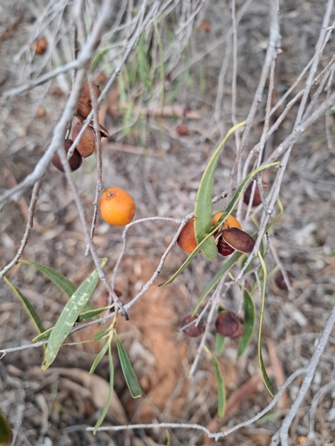 Native apricot