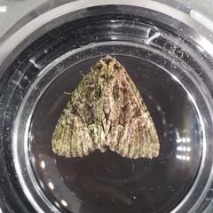 Phosphila miselioides