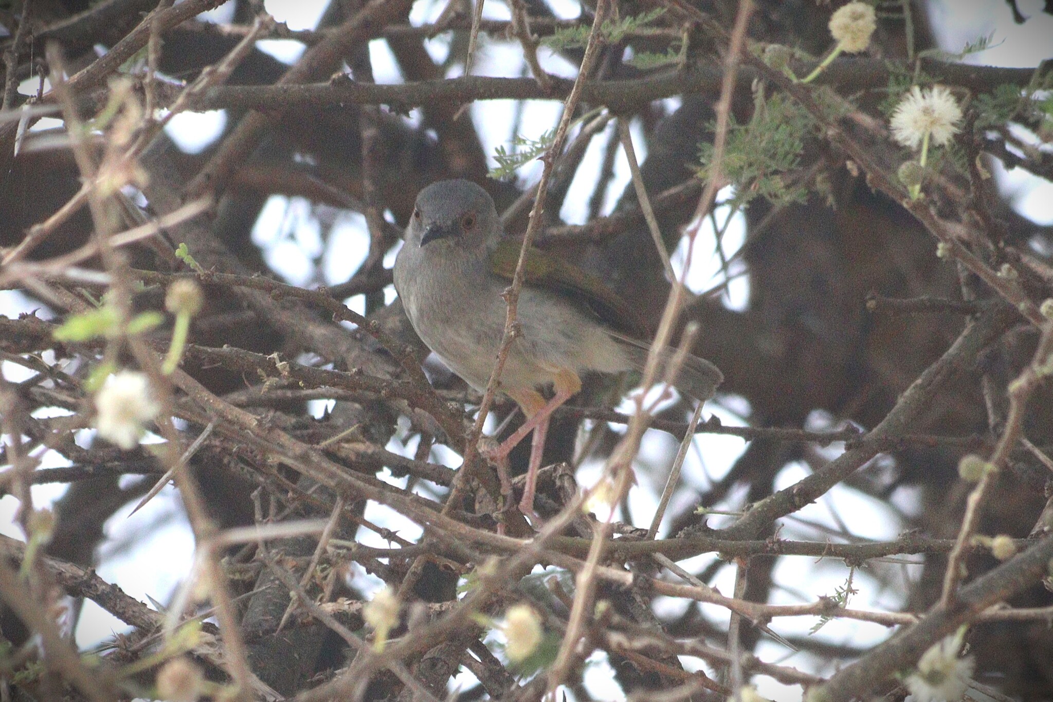 Bleating Camaroptera (Camaroptera brachyura), photo 3