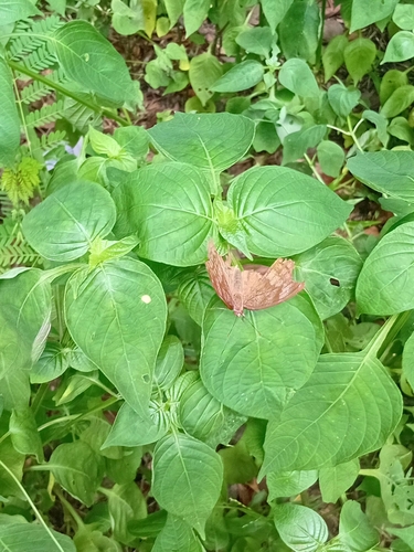 Chocolate Pansy
