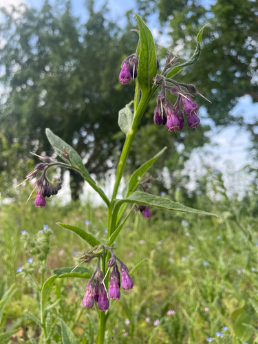 common comfrey