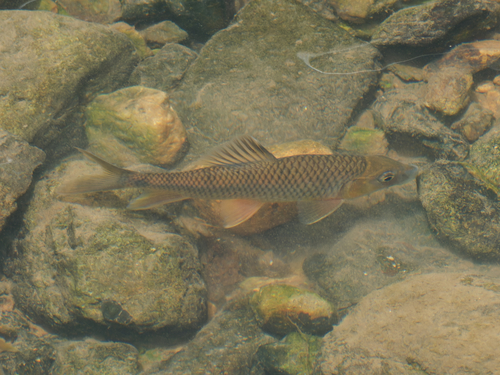 Hemispinus barb (Acrossocheilus hemispinus) — Cyprinidae