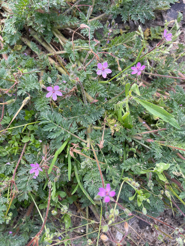 Redstem Stork's-bill